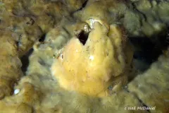 Hamacantha hyaloderma thumbnail 1