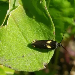 Scythris sinensis thumbnail 2