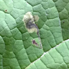 Amauromyza pleuralis thumbnail 3