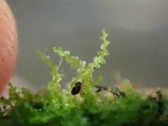 Forcipated Pincerwort thumbnail 3