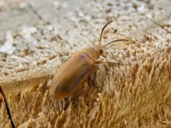 Erynephala maritima thumbnail 2
