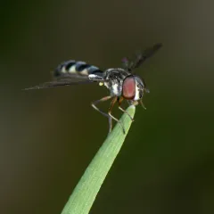 Cobalt Hover Fly thumbnail 4
