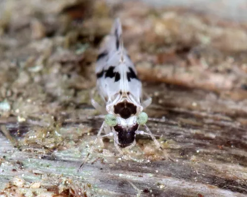 Steleops elegans