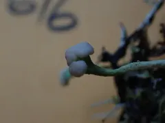 Cladonia norvegica thumbnail 1