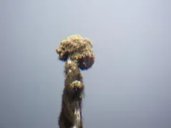Crab Eye Lichen thumbnail 2