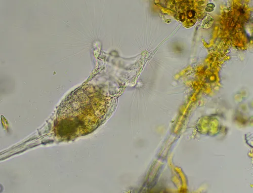 Collotheca ornata