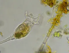 Collotheca ornata thumbnail 1