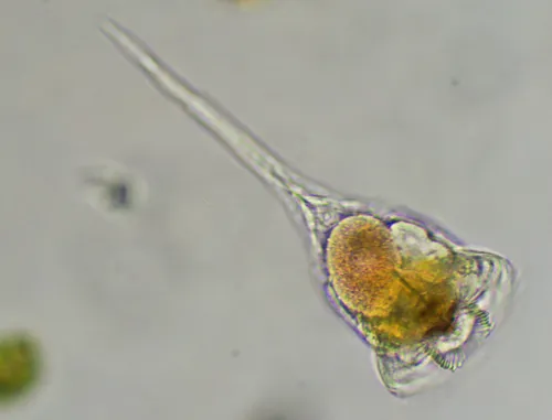 Microcodon clavus