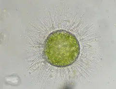 Acanthocystis turfacea thumbnail 4