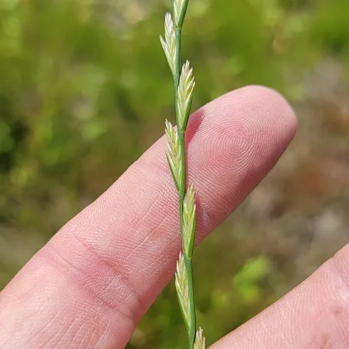 Perennial Ryegrass