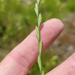 Perennial Ryegrass thumbnail 1