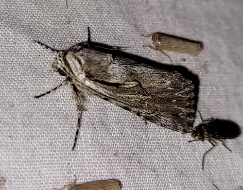 Sympistis mackiei