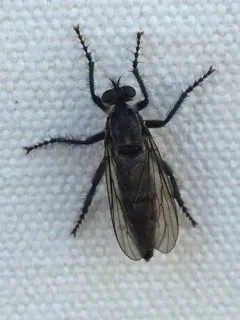 Lasiopogon hinei thumbnail 2