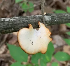 Neofavolus americanus thumbnail 2