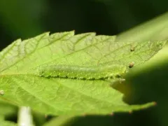 Dark Bramble-cutter thumbnail 1