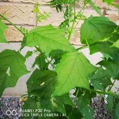 Eurasian maple-leaved goosefoot thumbnail 4