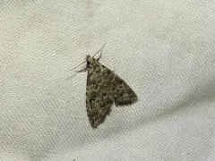 Phobolosia anfracta thumbnail 3