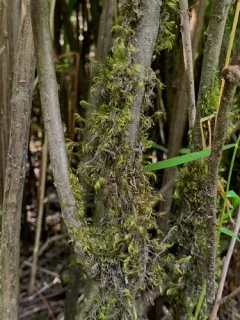 Dichelyma Moss thumbnail 2