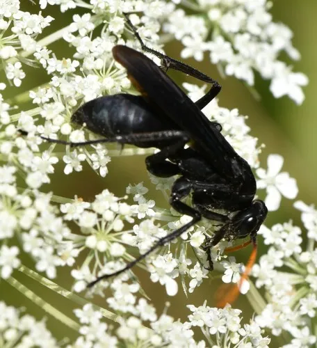 Entypus fulvicornis