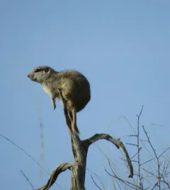 Townsend's Ground Squirrel thumbnail 2