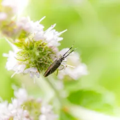 Common Flathorn Plant Bug thumbnail 4