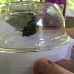 Green Comma thumbnail 4