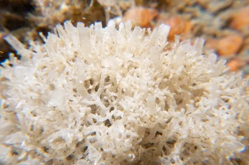 Leucosolenia eleanor