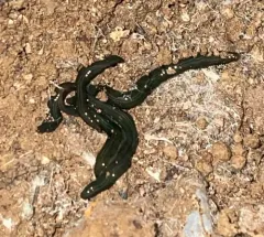 Parakontikia ventrolineata thumbnail 4