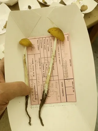 Oudemansiella incognita