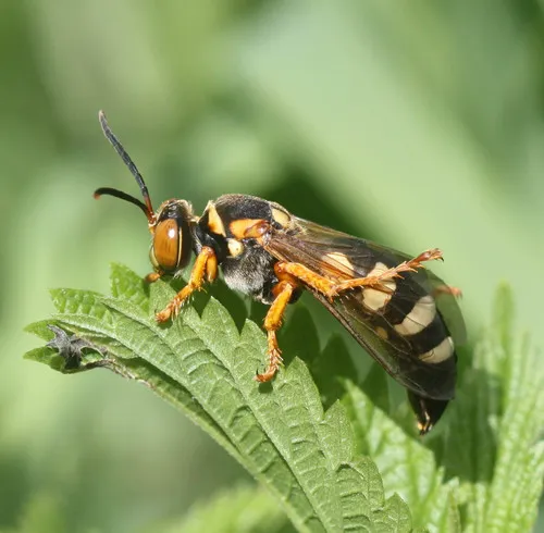 Stizus brevipennis