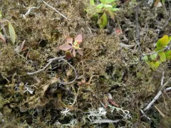 Snow-bed Iceland Lichen thumbnail 4