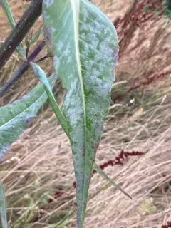 Podosphaera dipsacacearum thumbnail 4