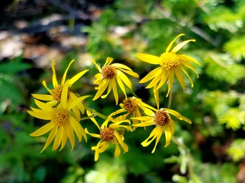 rayless mountain ragwort