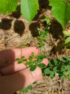 Hairy bedstraw thumbnail 2