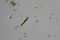 Lepocinclis oxyuris thumbnail 2
