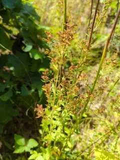 Hairy Pinweed thumbnail 2