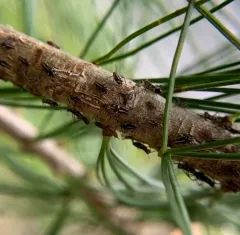 White Pine Aphid thumbnail 2