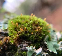 Club Pincushion thumbnail 2