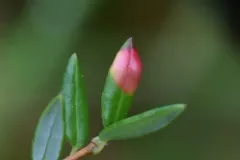 Exobasidium rostrupii thumbnail 2
