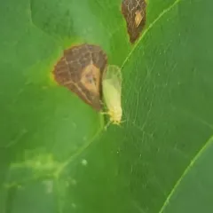 Cacopsylla annulata thumbnail 4