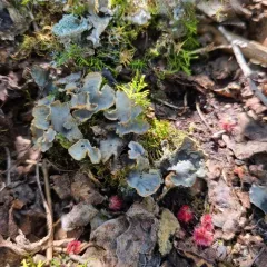 alternating dog lichen thumbnail 4