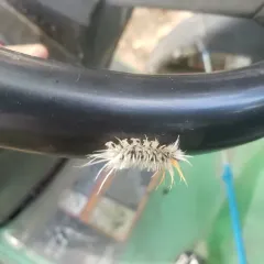 Sycamore Tussock Moth thumbnail 4