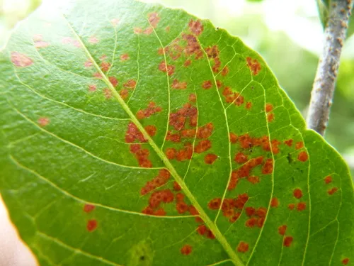 Coleosporium viburni