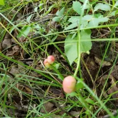 Blueberry Stem Gall Wasp thumbnail 3