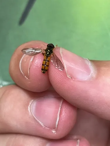 Blackspine Sedgesitter