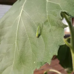 Chrysopa oculata thumbnail 4
