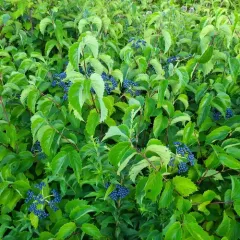 northern arrowwood thumbnail 2