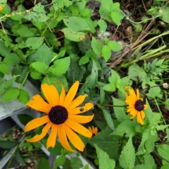 orange coneflower thumbnail 3