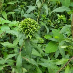 Giant Goldenrod Bunch Gall Midge thumbnail 4