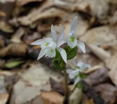 three birds orchid thumbnail 4